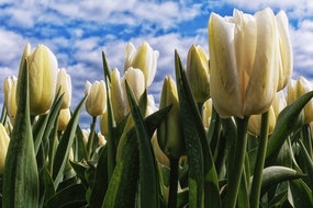 白色郁金香花海微距特写摄影图片